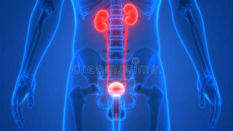 Urine Het Systeemnieren Van Menselijk Lichaamsorganen Met Urineblaasanatomie Stock Illustratie