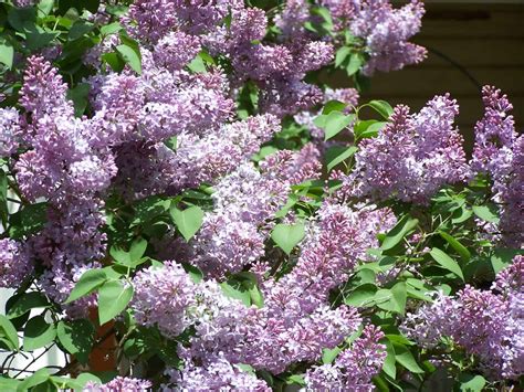 Lilacs Fragrant Flowers In The Garden Grimms Gardens