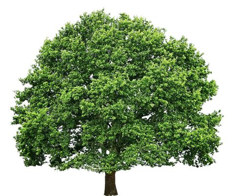 Free Texture Oak Tree Big Trees Lugher Texture Library Trees