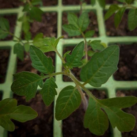 Did Your Seedlings Stop Growing Sprouting Wheel