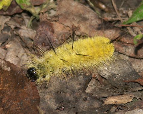 Yellow Caterpillar With Black Spikes Flickr Photo Sharing