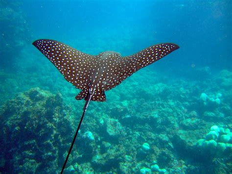Despite of being nicknamed as 'devilrays' and 'devilfish' and 'giant manta', they are harmless and do not have any stinging spine. Love Life of the Octopus: Manta Ray vs Stingray: What's ...