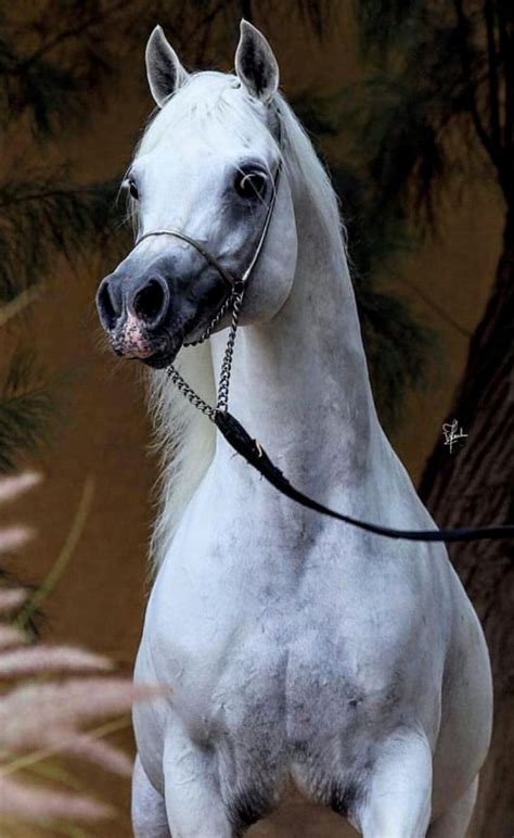 pin  shannon melvin  arabians arabian horse beautiful horses friesian horse