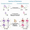 Cell Biology Glossary: Spectrum of Dominance (Complete, Incomplete ...