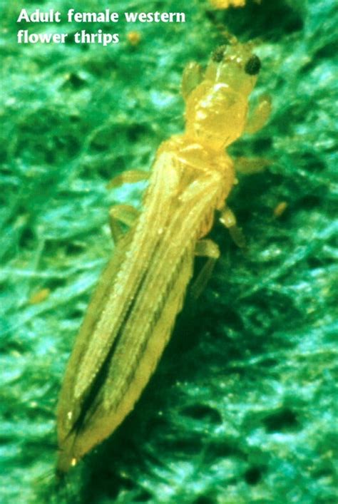 Western Flower Thrips Applied Biological Control Research