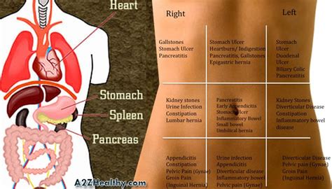 Organ Pain In Left Side Of Back Kidney Pain Vs Right