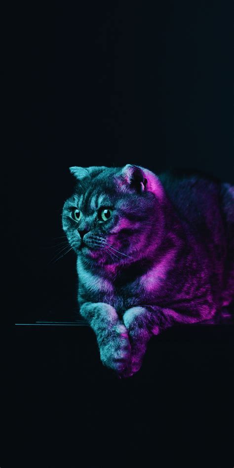 Let these incredible neon wallpapers take you back to those simpler, exciting times. Download 1080x2160 wallpaper fat cat, neon glow, animal ...