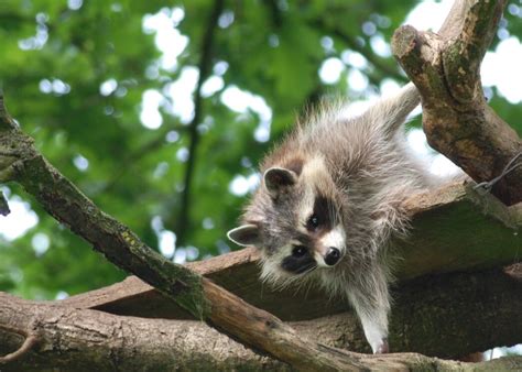 Rabies Threat In North Carolina Triangle Wildlife Removal 919 661