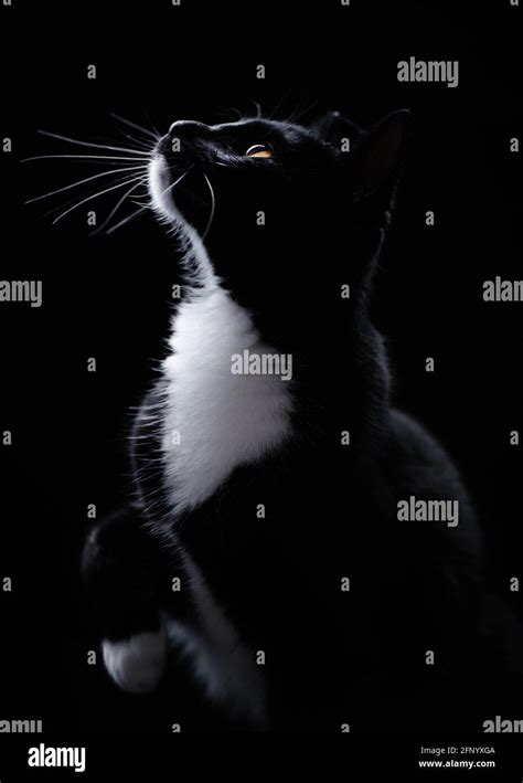 Portrait Of A Black And White Tuxedo Cat Looking Up Stock Photo Alamy