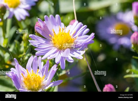 Beautiful Meadow Purple Flowers Also Known As Aster Amellus Or European