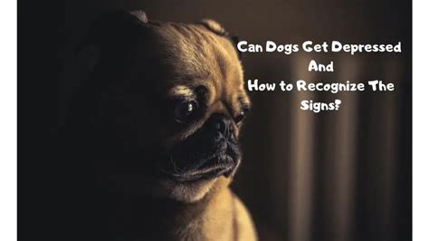 Can Dogs Get Depressed And How To Recognize The Signs Glamorous Dogs