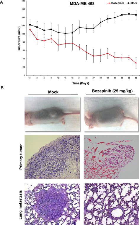 In Vivo Antitumor Activity Of Bozepinib A In Vivo Determination Of