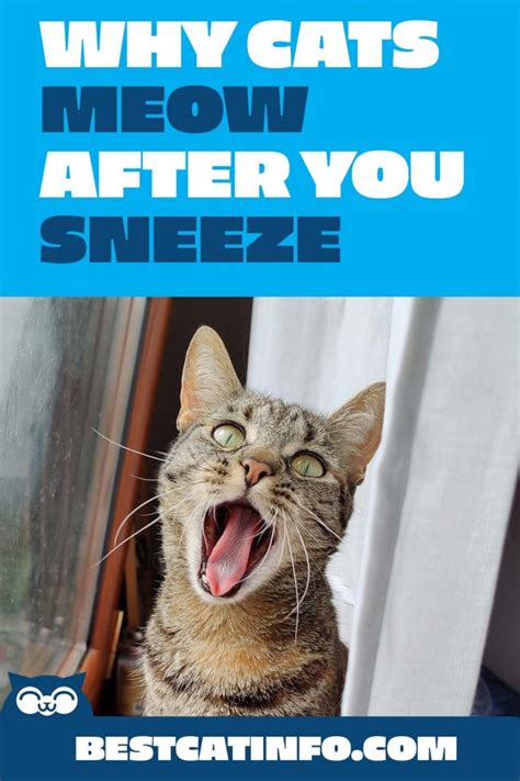 Why Cats Meow After You Sneeze In 2021 Cat Sneezing Cats Cats Meow