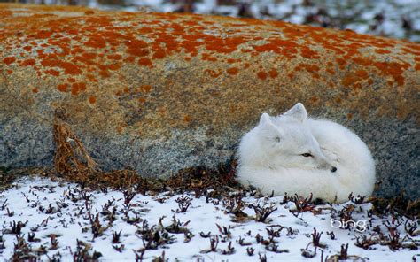 Arctic Fox Hd Wallpaper Background Image 1920x1200