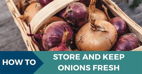 How To Store Onions And Keep Them Fresh Eco Peanut Onion Storing