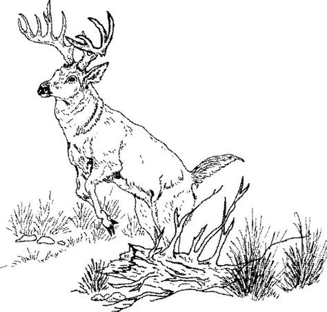 Deer Buck Coloring Pages At Getdrawings Free Download