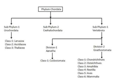 Phylum Chordata Characteristics And Its Classification Biology Edu Care