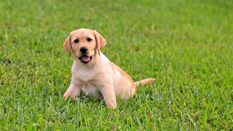 Yellow Labrador Retriever Puppy Standing On Green Lawn Grass Hd