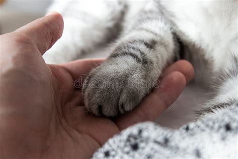 Man Holding Cats Paw Stock Photo Image Of Person Closeup 57954702