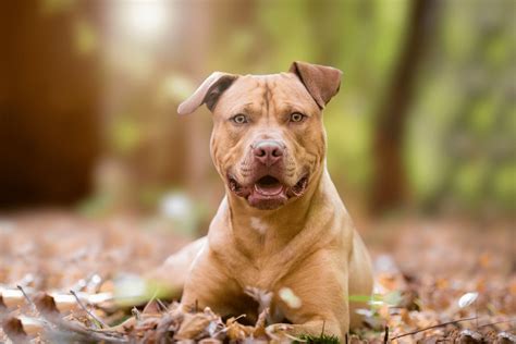 Pitbulls are known to have sensitive stomachs and the easiest way to fight that is to make sure to put your dog on a diet that reduces the chances of allergies. Top 10 Best Dog Foods for Pit Bulls - Reviews and Feeding ...