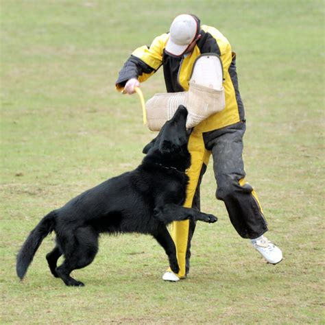 What Is Schutzhund Training German Shepherd Dog Hq