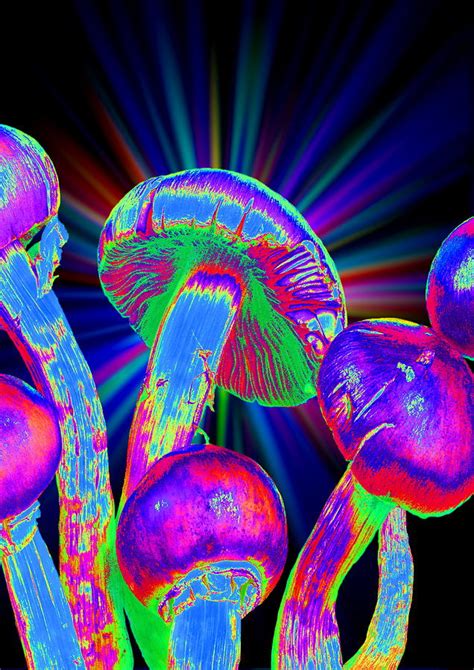 The Historical Past And Cultural Significance Of Magic Mushrooms