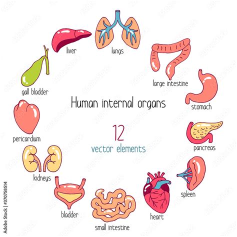Human Internal Organs Vector Set Cartoon Style Illustration Of 12