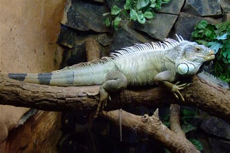 Iguana At The Zoo Brazil Stock Image Image Of Reptile 903711