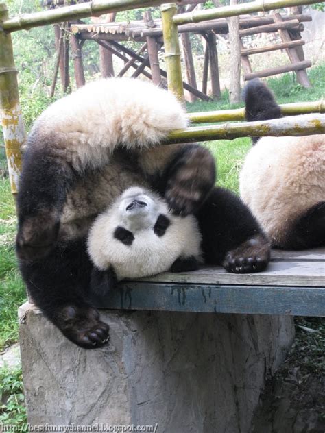 Cute And Funny Pictures Of Animals 68 Pandas 8