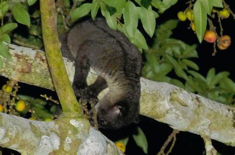 Small Toothed Palm Civet Alchetron The Free Social Encyclopedia