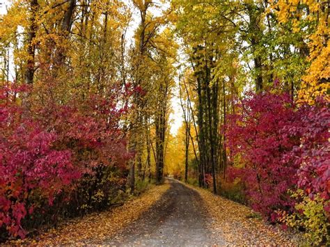 Why Our Autumn Weather Has Been Nearly Perfect For Brilliant Fall
