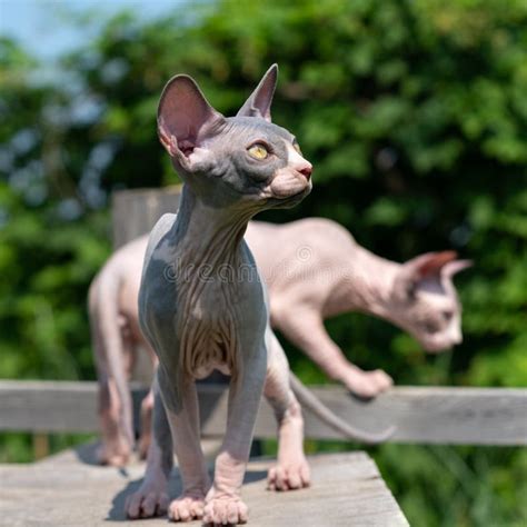 Adorable Young Sphynx Hairless Cats On Walk In Cattery Enclosure Stock