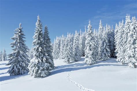 Landscape On The Cold Winter Morning Pine Trees In The Snowdrifts