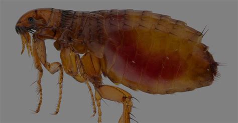 Flea Pest Control Services