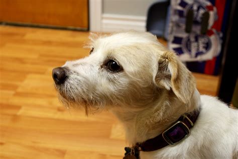 Terrier Dog Picture | Free Photograph | Photos Public Domain