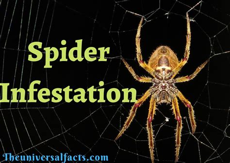 Spider Infestation Spider Infestation In House Spider Mite Infestation