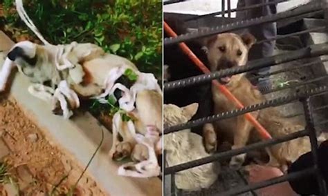 Stray Dogs Left Dying With Open Cuts As Experiments In China