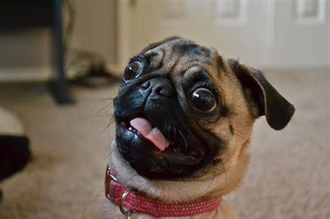 23 Reasons Why Pug Faces Are The Best