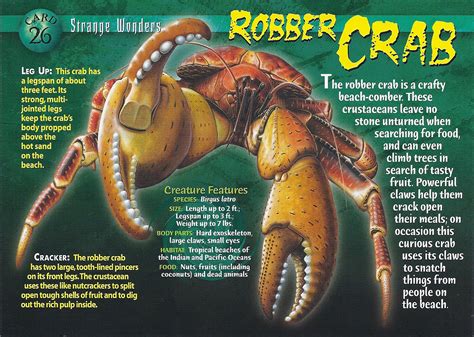 Robber Crab Weird N Wild Creatures Wiki Fandom