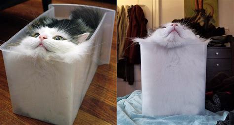 physicist wins ig noble prize  study   cats   classified  liquids  solids