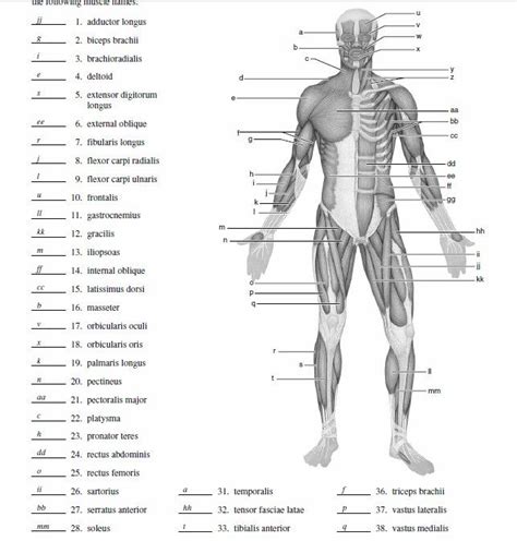 Blank Human Muscles Diagram Muscles Of The Body Unlabeled