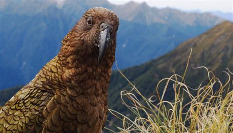 Kea Live Near The Mountains To Avoid People Study Finds Newshub