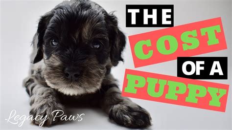 The Cost Of A Puppy Youtube