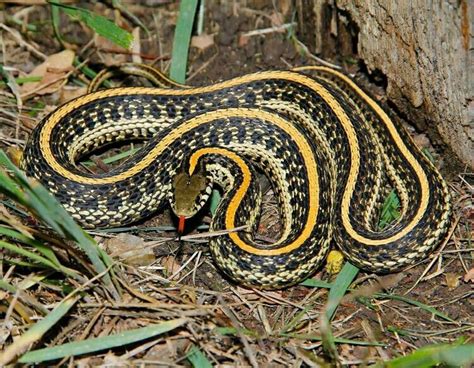 Plains Garter Snake Thamnophis Radix Snake Pet Snake Garden Snakes
