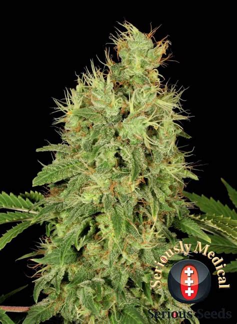 Not heard of cbd weed as such, but it most likely refers to industrial hemp (which has almost no thc in. Buy Serious Seeds CBD Chronic - Cannabis Seeds