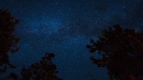 Download Tree Star Starry Sky Nature Night Hd Wallpaper