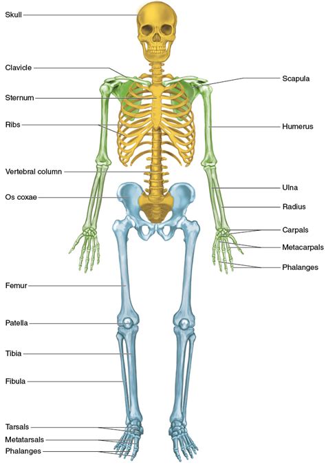 Spine Core And Body Alignment Pilates Anatomy