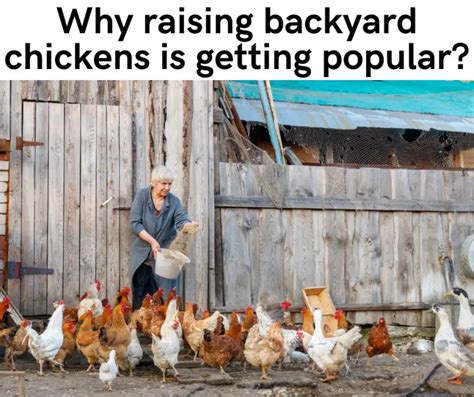 why raising backyard chickens is getting popular