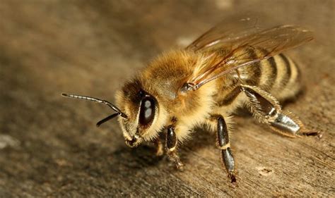 10 Easy Ways To Get Rid Of Ground Bees Safely Igetrid