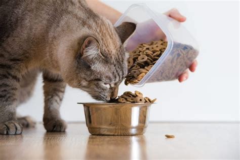 The Very Best Diet For Cats According To Vets Readers Digest